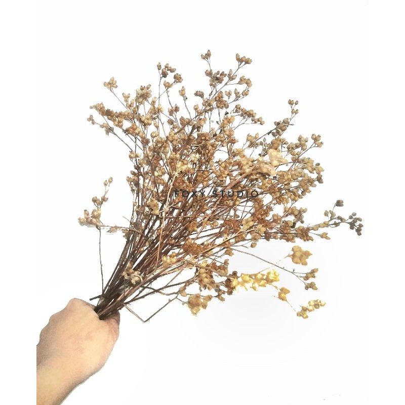 DRIED AGERATUM