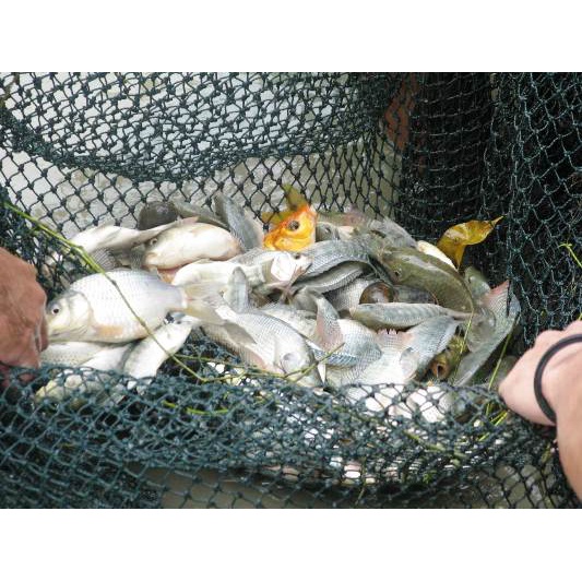 

Ikan Nila Hitam Tanpa Bumbu Sudah Di Bersihkan/1Kg