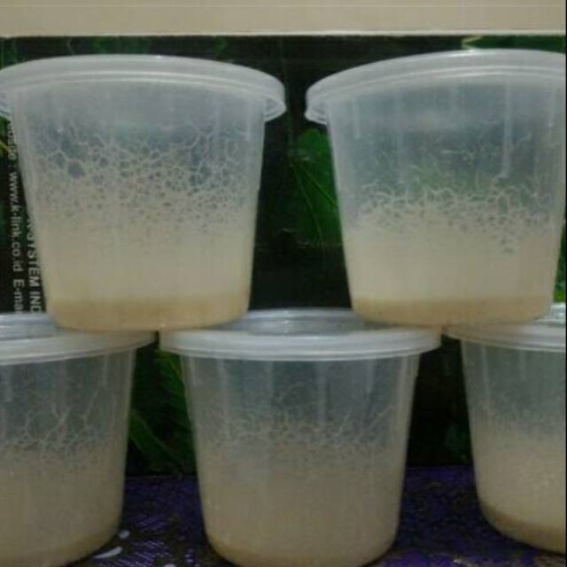 

Rumput laut kering