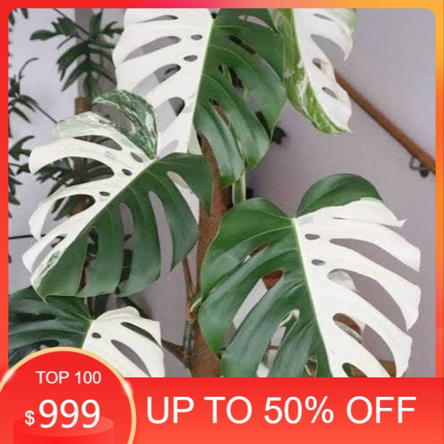 Bibit Monstera Variegata - Monstera Variegata - Not Specified