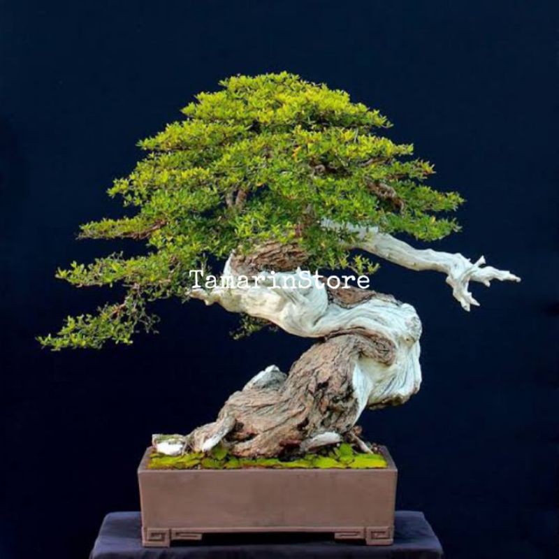 Biji / Benih / Bibit Bahan Bonsai Bucida Spinosa atau Black Olive atau Geometri Berkualitas - 20 Biji