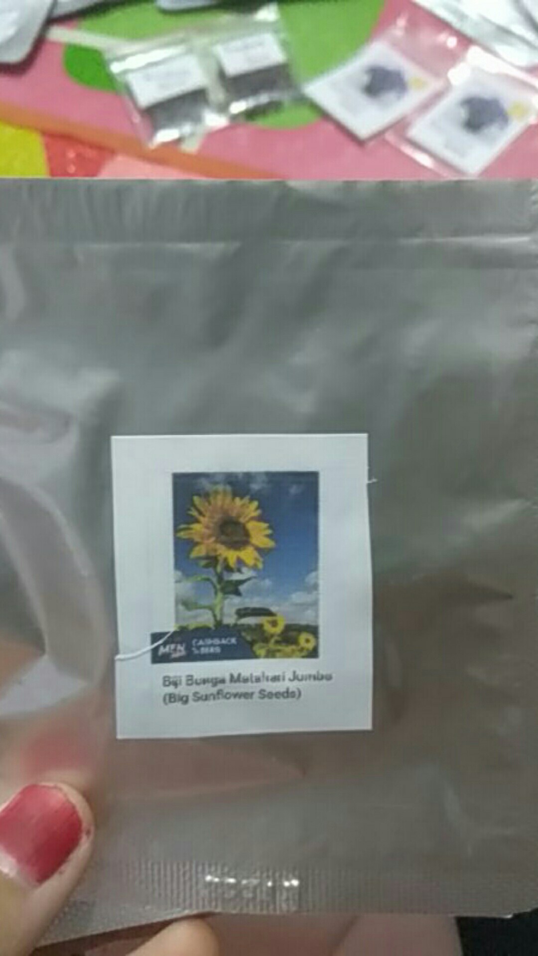 Biji Bunga Matahari Jumbo (big Sunflower Seeds)