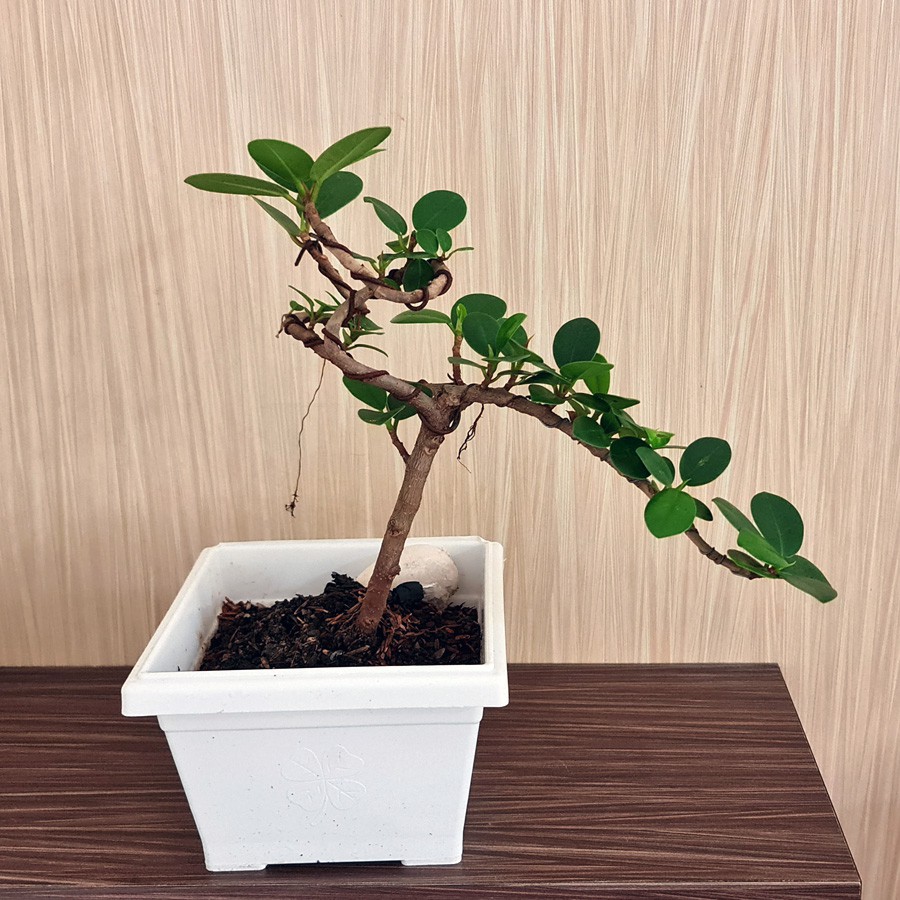 Tanaman Hias Pohon Bonsai Mame Beringin Korea Mini Dolar B-BK-011