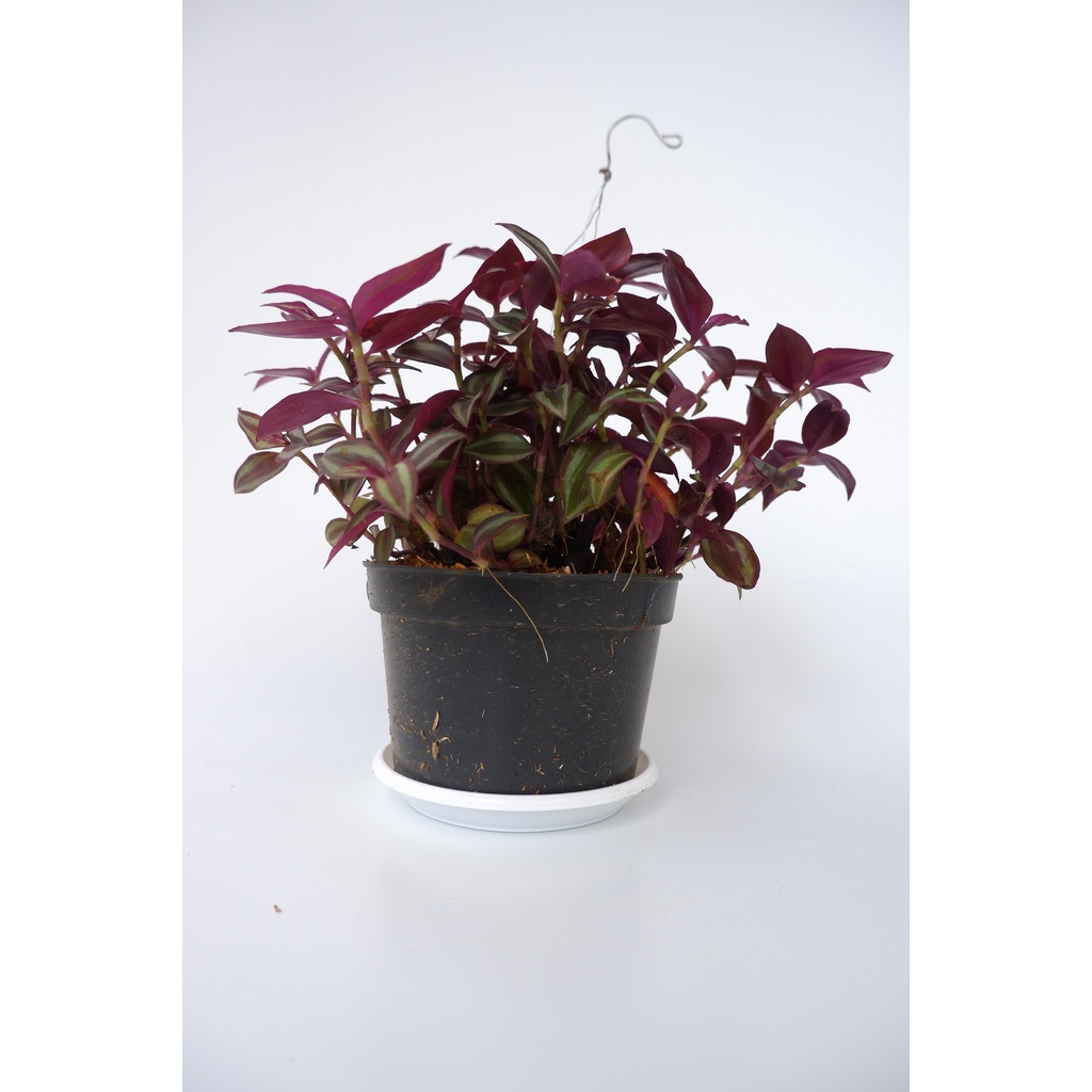 Tradescantia Zebrina - Tanaman Hias