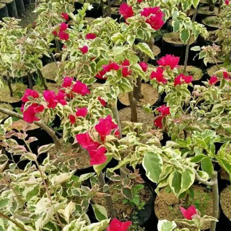tanaman bunga bougenville varigata merah