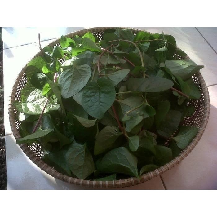 

100 lembar DAUN BINAHONG SEGAR HEARTLEAF MADERAVINE MADEVINE DENG SAN CHI