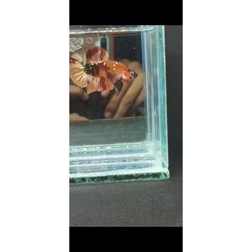 ikan cupang Nemo copper gold(Real pic) F3