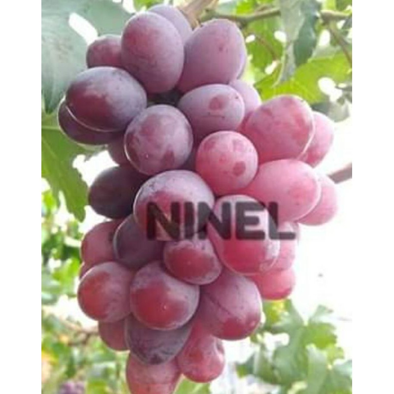 

Bibit Anggur Import Ninel