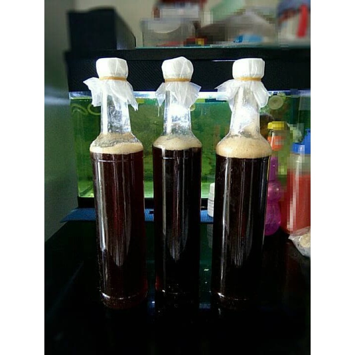 

madu hutan riau - MMD2578