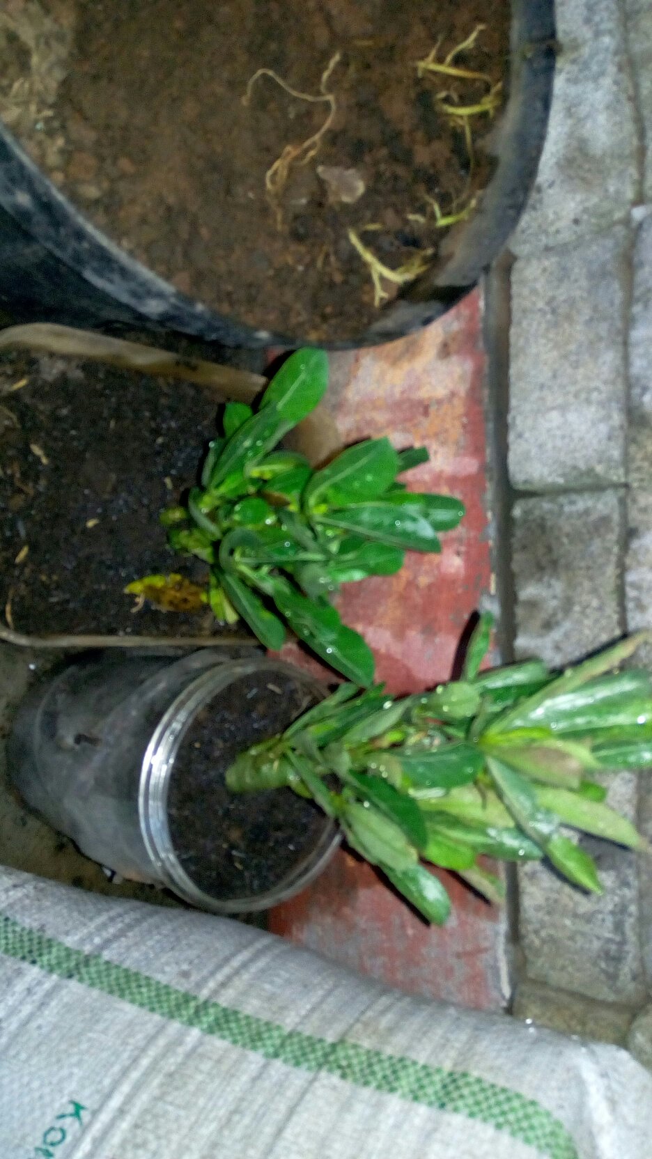 Bibit Tanaman Hias Adenium Kemboja Jepang Bunga Tumpuk Meng Qian