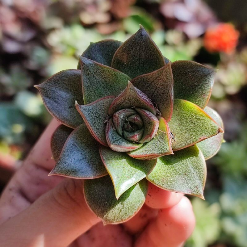 Echeveria purpusorum sukulen batik