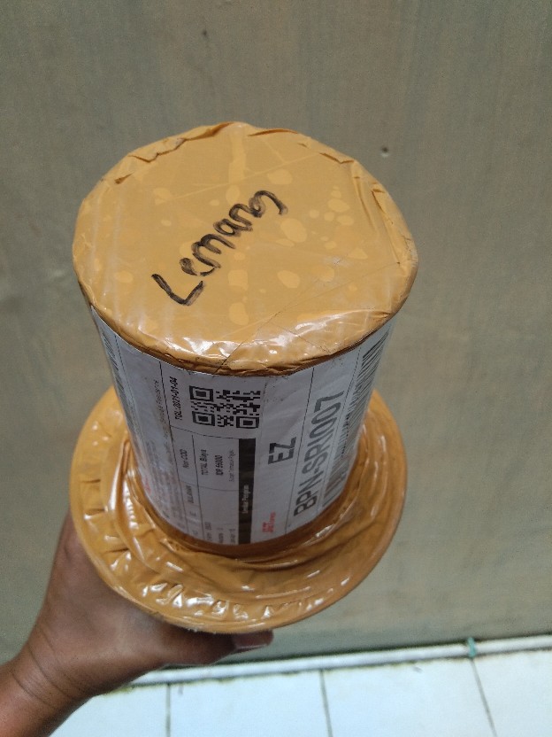 Bibit Aglonema Legacy Mangkok 2-3 Daun