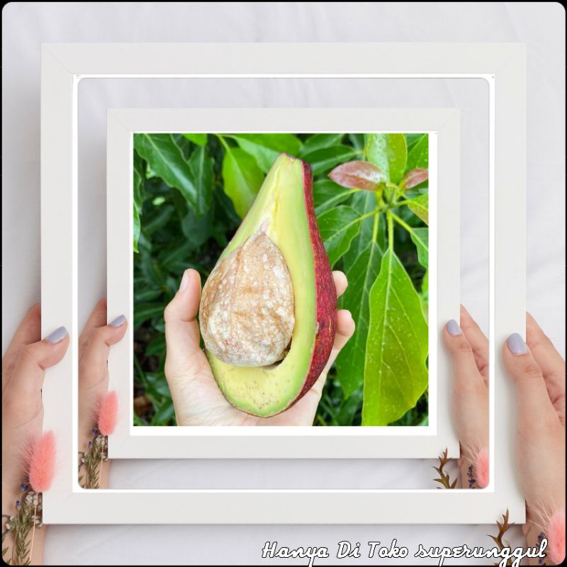 Bibit Alpukat Red Vietnam Superunggul
