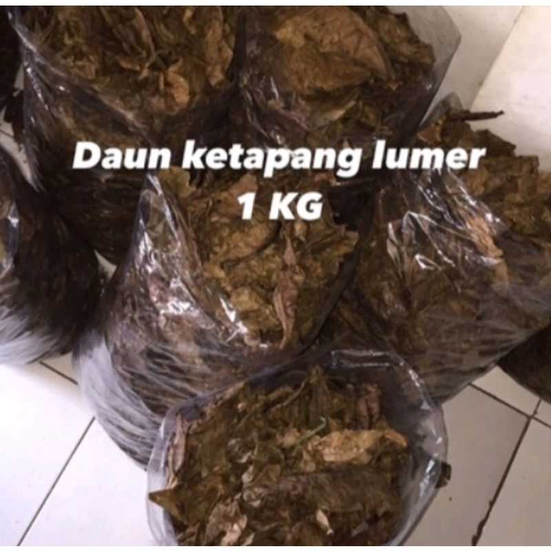 Daun ketapang laut 500Gr &amp; 1Kg olahan #ketapang#daun ketapang