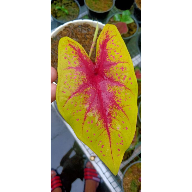 caladium tears of the sun