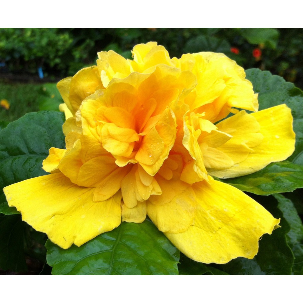 tanaman hias hibiscus kuning tumpuk / bunga sepatu tumpuk / ribang