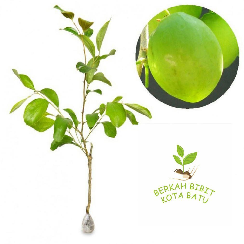 Bibit Tanaman Buah Apel India Atau Apel Futsa Alias Apel Putsa Pling Dicari