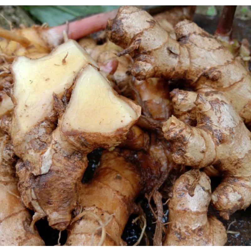 

lempuyang Gajah segar 500 gram