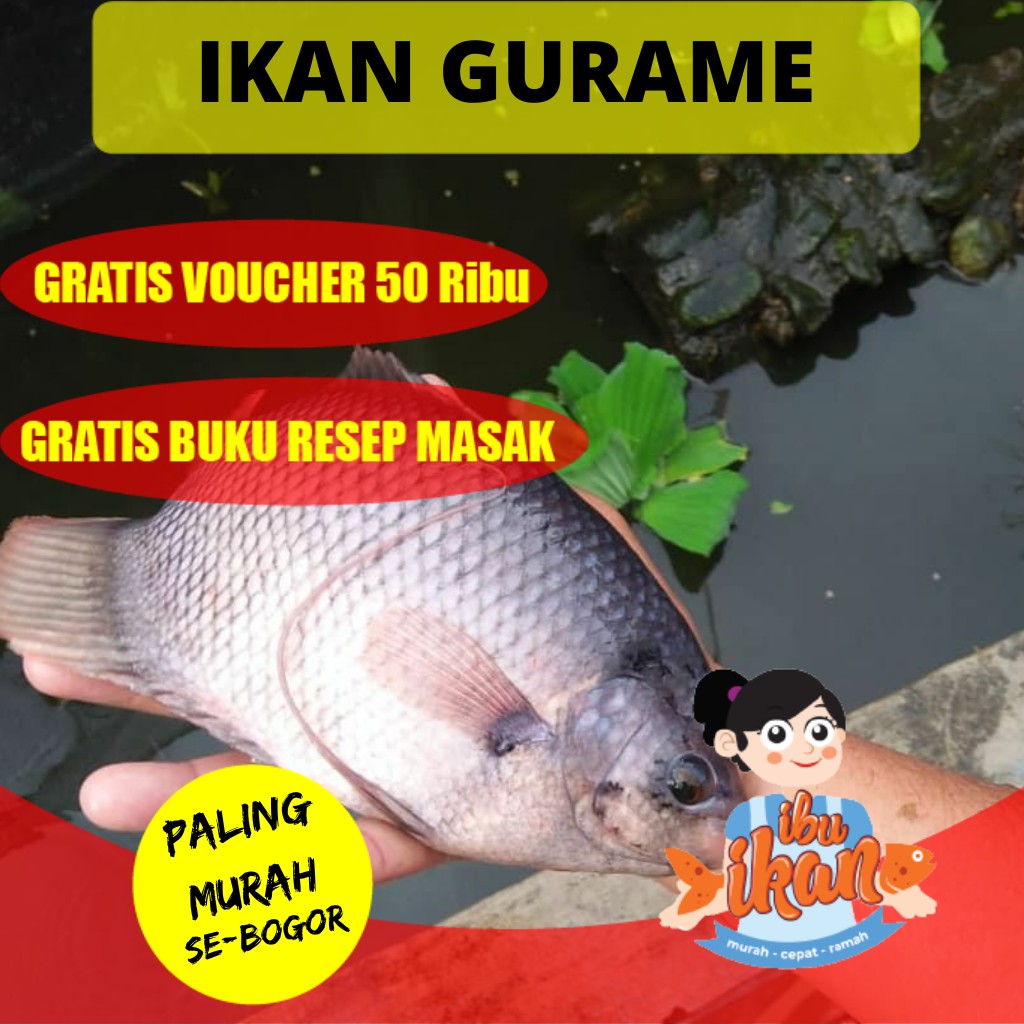 

IKAN GURAME SEGAR FROZEN 600-700 GRAM BERSIH SISIK ISI PERUT UNTUK KONSUMSI PESMOL FILLET GORENG