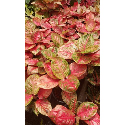 Aglonema Wulandari Remaja