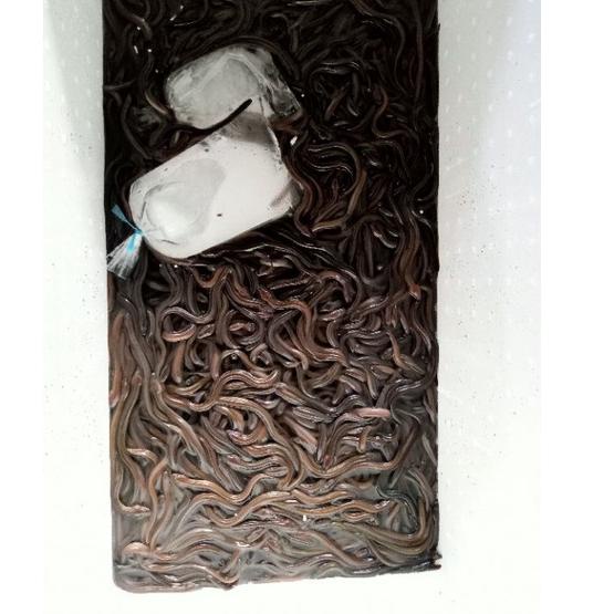 Bagus Banget.. ikan sidat, jual sidat hidup paketan // 2 paket ongkir 1kg