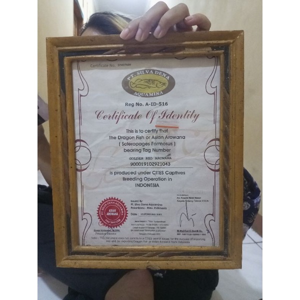 Sertifikat dan chip Arwana Golden Red