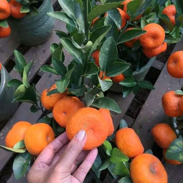 bibit jeruk santang madu super