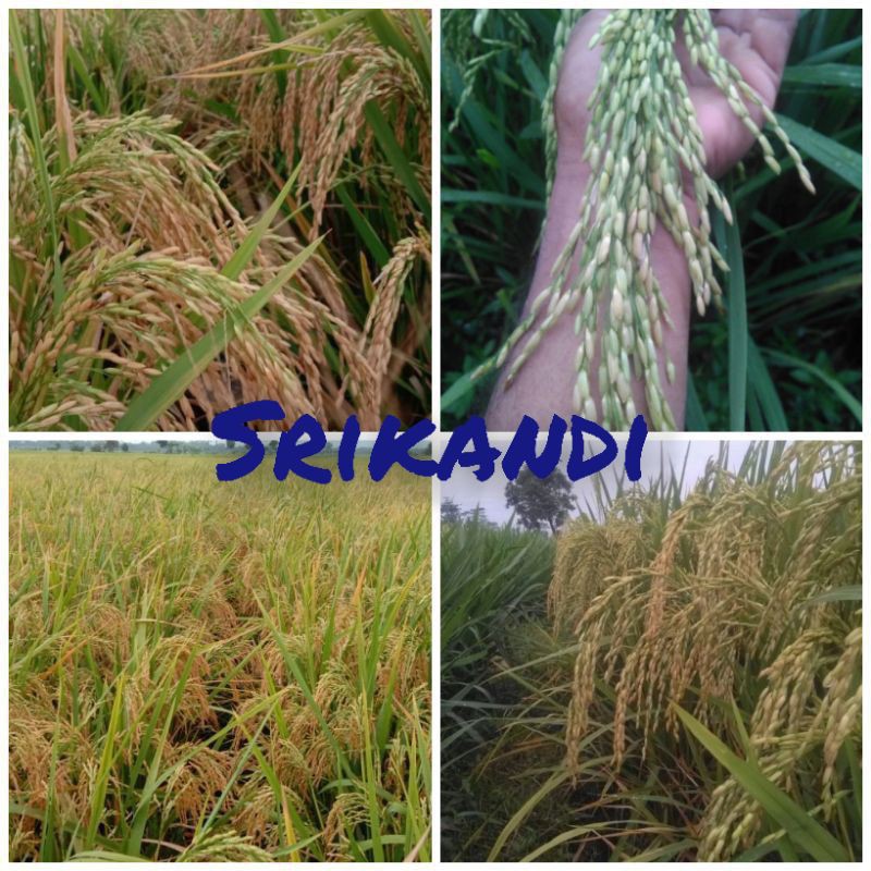 Benih padi srikandi 5kg