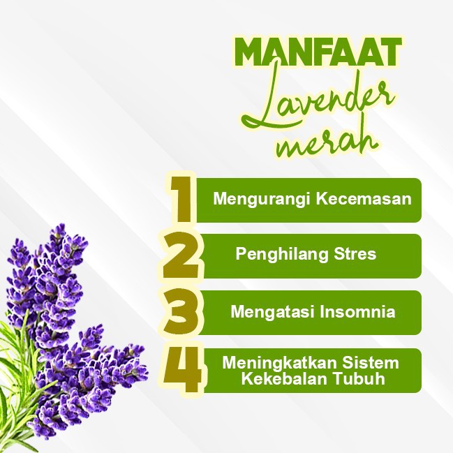 Dupa/ Hio Wangi Harum Baladewa 3 jam 61 batang Lavender merah