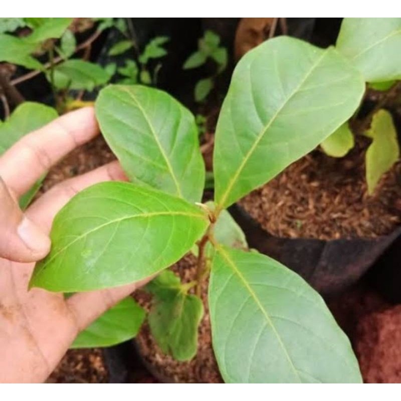 bibit pohon ketapang laut