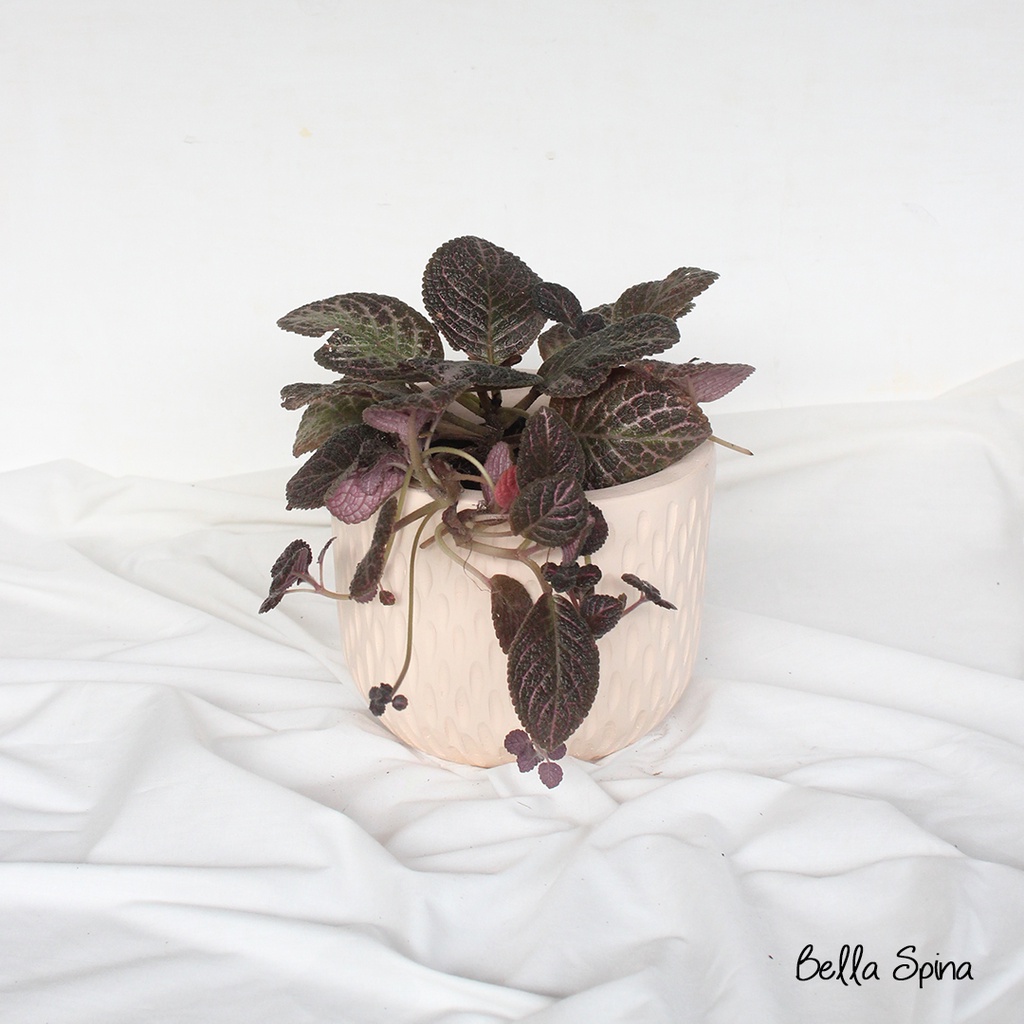 Tanaman Episcia Ungu