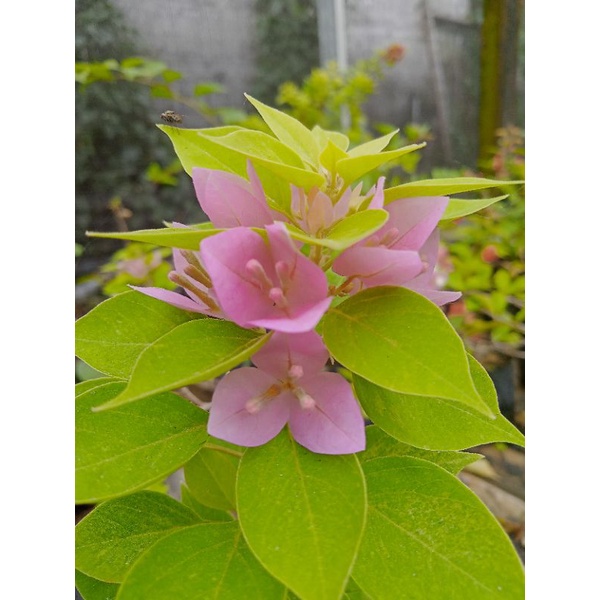 Bougenville Singapore Soft Pink