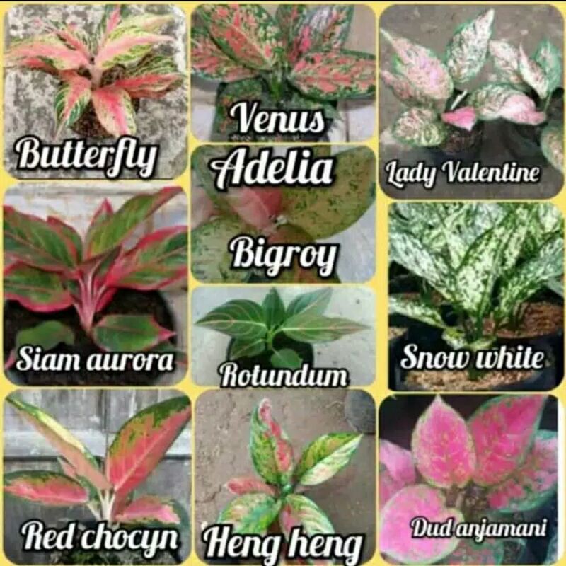 10 tanaman hias aglonema murah - paket aglonema - aglaonema