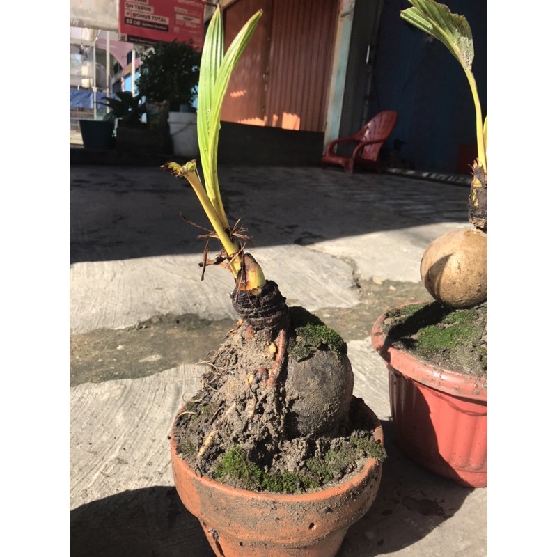 Bonsai kelapa gading kuning dan gading oren kota jambi
