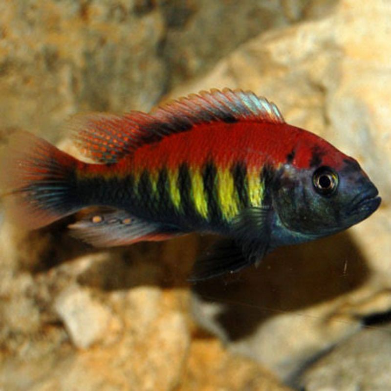 Ikan Hias Cichlid Pundamilia Nererei African Cichlid