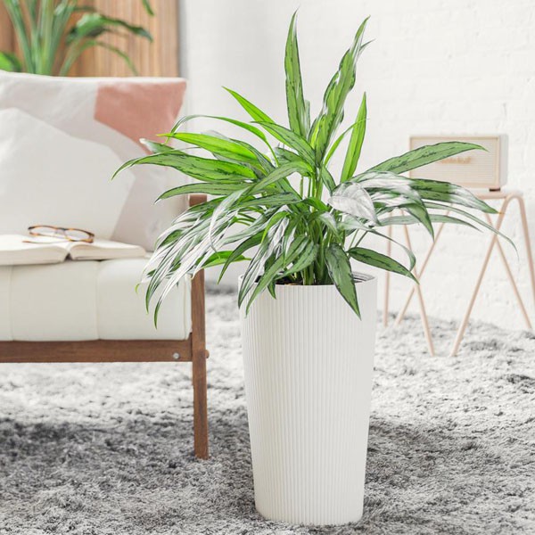 Tanaman Hias Untuk Didalam Ruangan Yang Hampir Punah Aglaonema Cutlass Tanaman Penyerap Racun Shopee Indonesia