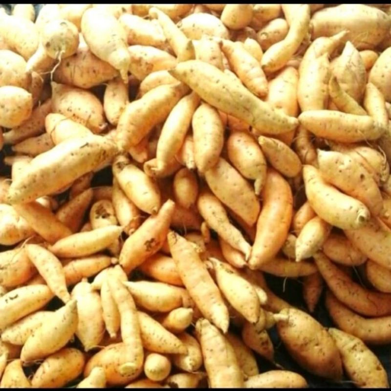 

UBI CILEMBU (MENTAH)
