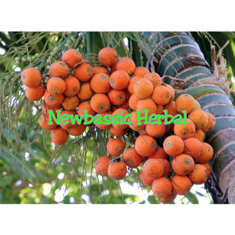 

paket hemat 8kg buah pinang tua