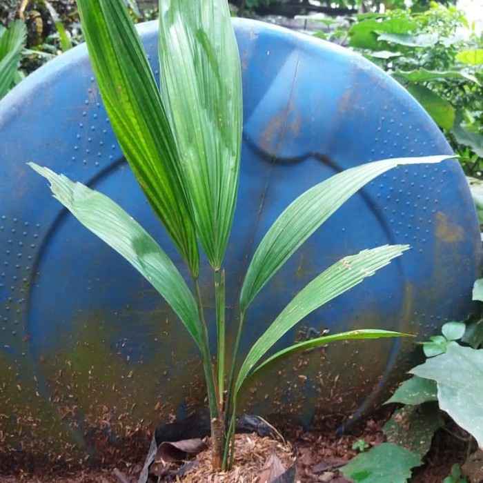 bibit palm kol - tanaman palem kol - palm kol    _