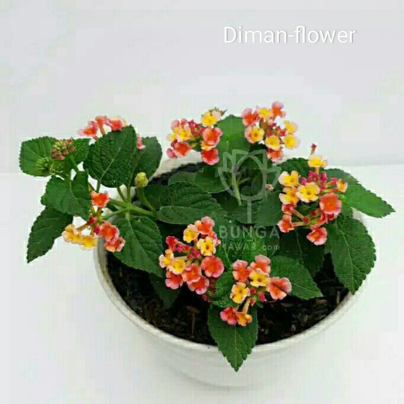 

Lantana merah trycolor