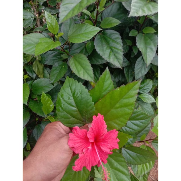 

Daun Bunga Sepatu Segar/Hibiscus 500gram