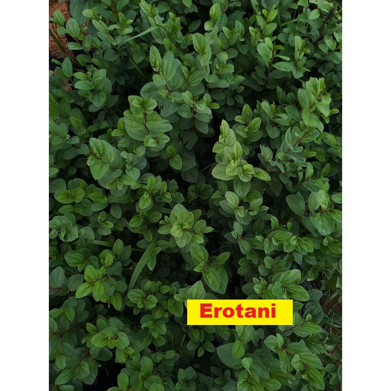 Bibit bidara arab tolak balak Erotani