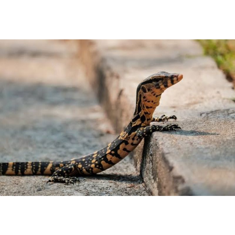 replika varanus salvator sehat murah