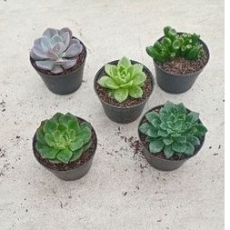 succulent :paket ID002
