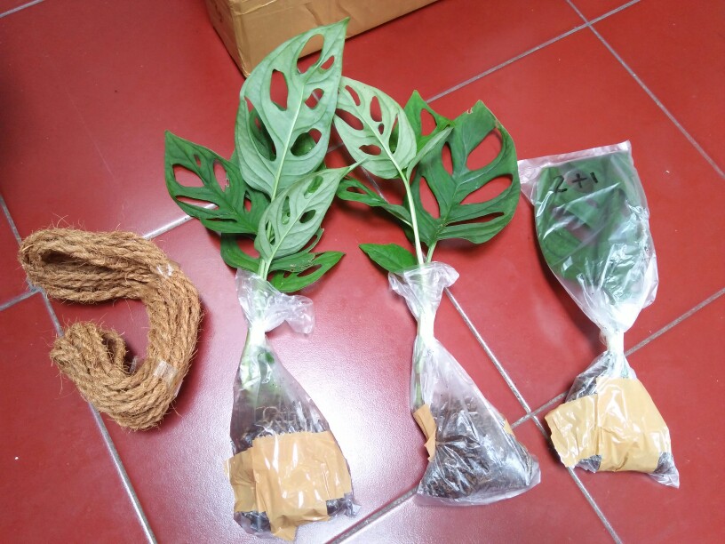 Bonggol Fresh Cutting Janda Bolong