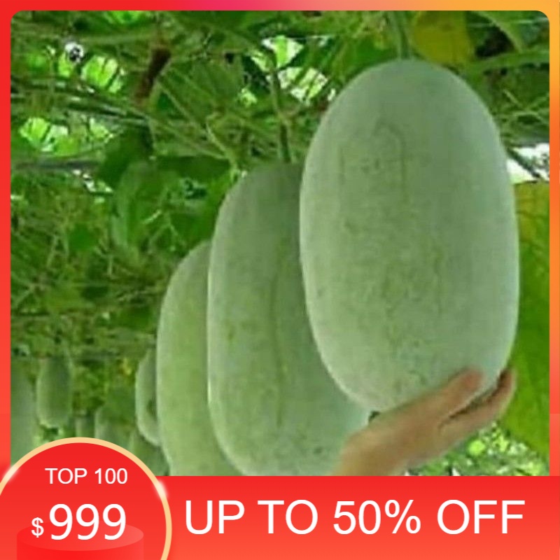 

buah bligo 2-3kg