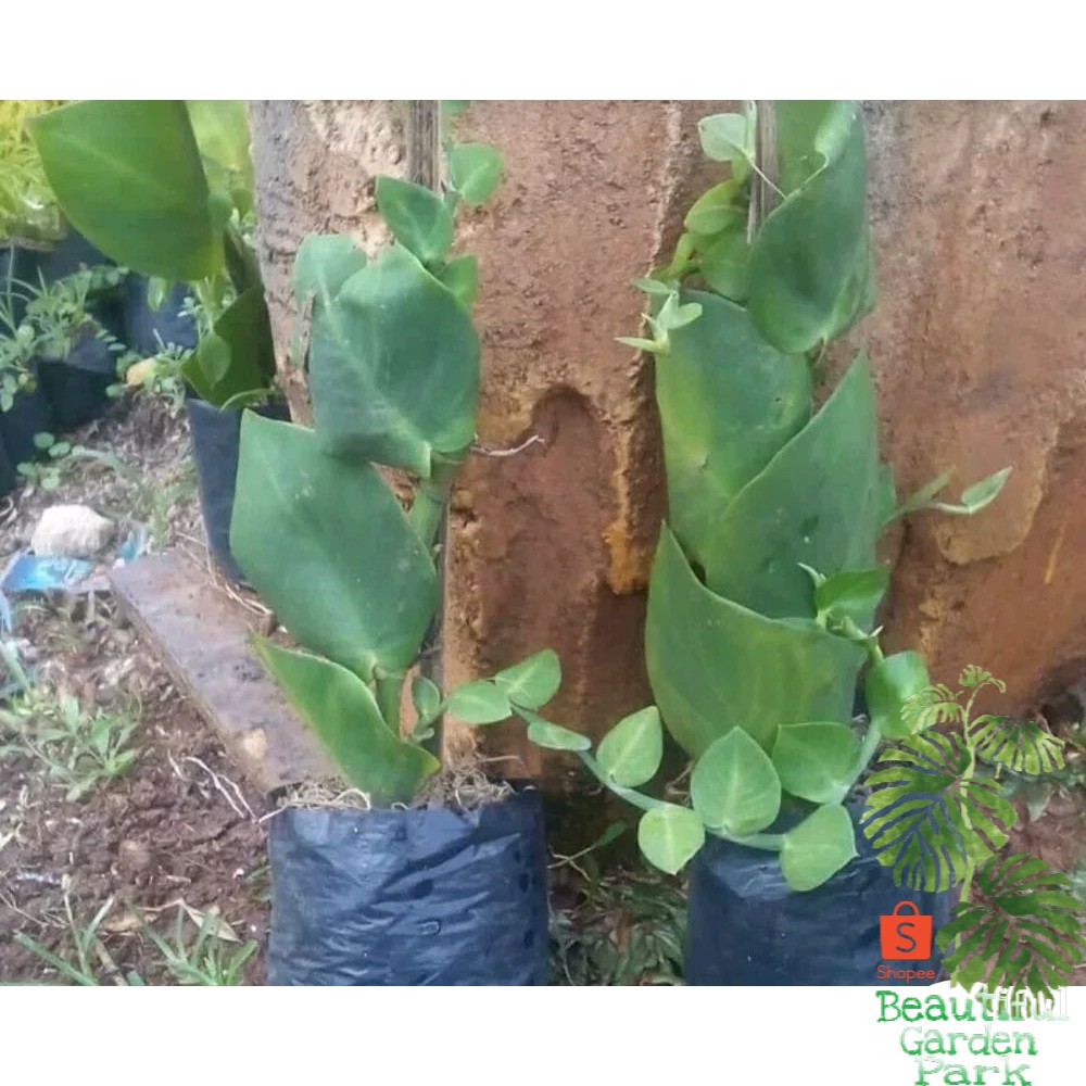 Dolar - Tanaman Hias Rambat Daun Dolar Daun Besar - Tanaman Dollar rambat - rhaphidophora hayi