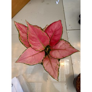  PINK  ANJAMANI  ANAKAN Tanaman Hias Aglaonema  Aglonema 