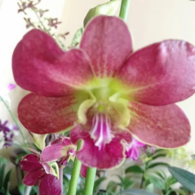 Dendrobium bulat