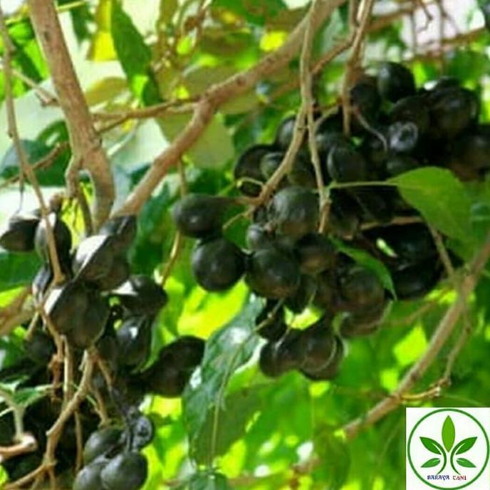 VIRAL Bibit Tanaman Pohon Jengkol/Pohon Buah Jengkol TERMURAH